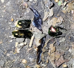 Protaetia speciosissima