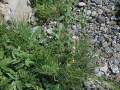 Plantago sempervirens