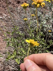 Encelia virginensis