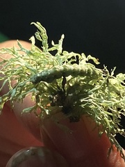 Cleorodes lichenaria