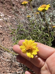 Encelia virginensis