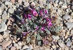 Astragalus chamaeleuce