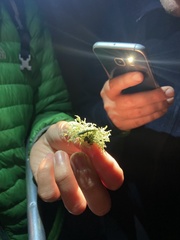 Cleorodes lichenaria