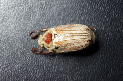 Melolontha hippocastani