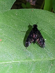 Chrysopilus connexus