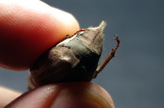 Melolontha hippocastani