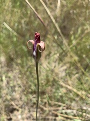 Calochortus argillosus
