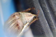 Melolontha hippocastani