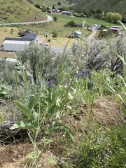 Delphinium xantholeucum
