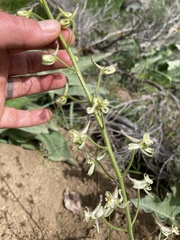 Delphinium xantholeucum