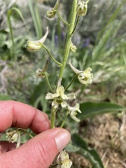 Delphinium xantholeucum