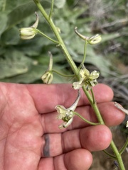 Delphinium xantholeucum