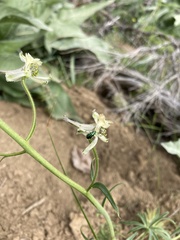 Delphinium xantholeucum