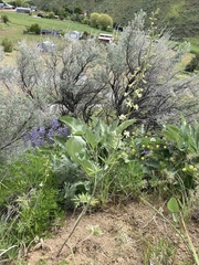 Delphinium xantholeucum