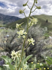 Delphinium xantholeucum