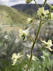 Delphinium xantholeucum