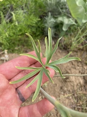 Delphinium xantholeucum