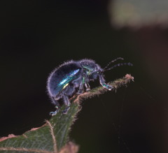 Trichochrysea