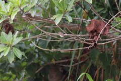 Syrtidicola fluviatilis