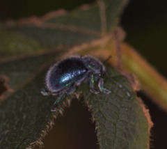 Trichochrysea