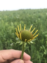 Echinacea paradoxa