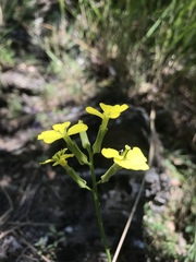 Erysimum rhaeticum