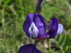 Vicia onobrychioides