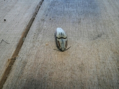 Chalcolepidius erythroloma