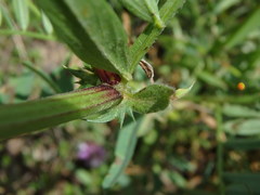 Vicia onobrychioides