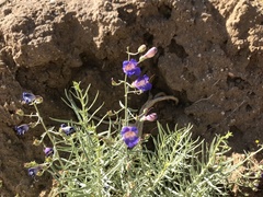 Penstemon incertus