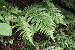 Dryopteris erythrovaria