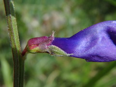 Vicia onobrychioides