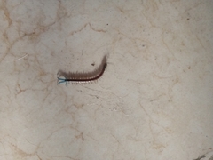 Scolopendra viridis maya