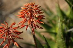 Aloe andongensis