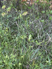 Carex turgescens