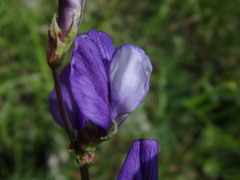 Vicia onobrychioides