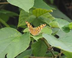 Polygonia c-aureum lunulata