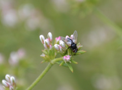 Leucostomatini
