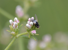 Leucostomatini