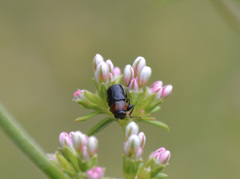 Cryptocephalus sanguinicollis