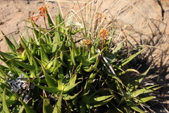 Aloe andongensis