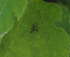 Sphedanolestes impressicollis