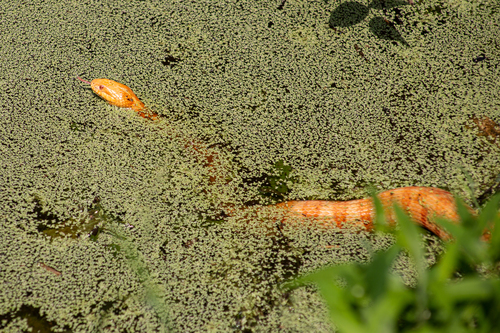 Common Watersnake, North Carolina, US, photo 9 of 10