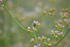 Cryptocephalus sanguinicollis
