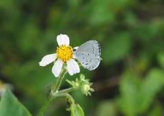 Celastrina lavendularis himilcon