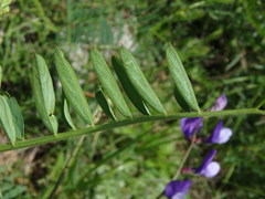 Vicia onobrychioides