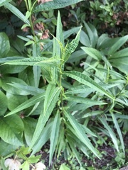 Eupatorium sessilifolium