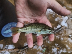 Micropterus chattahoochae