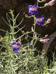 Penstemon incertus