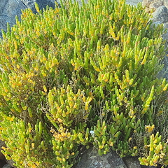 Salicornia littorea